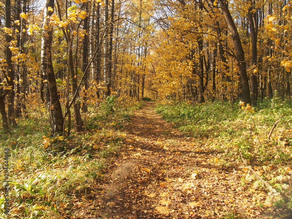 Path in the autumn Park. Defoliation. Red, yellow, and brown leaves of the trees. The leaves on the ground. Path in the autumn Park. Defoliation. Red, yellow, and brown leaves of the trees. The leaves on the ground.