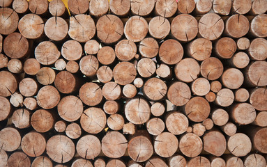 Pile of wood logs stumps for winter