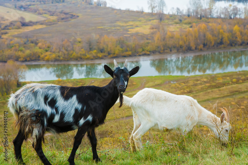 Two goats of black-and-white and white color graze in a meadow near the river. One goat has its head down and the other goat has its head up and is looking straight ahead.