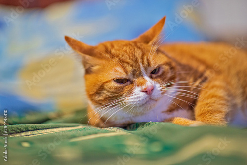 A cat lying on a sofa is photographed close-up.