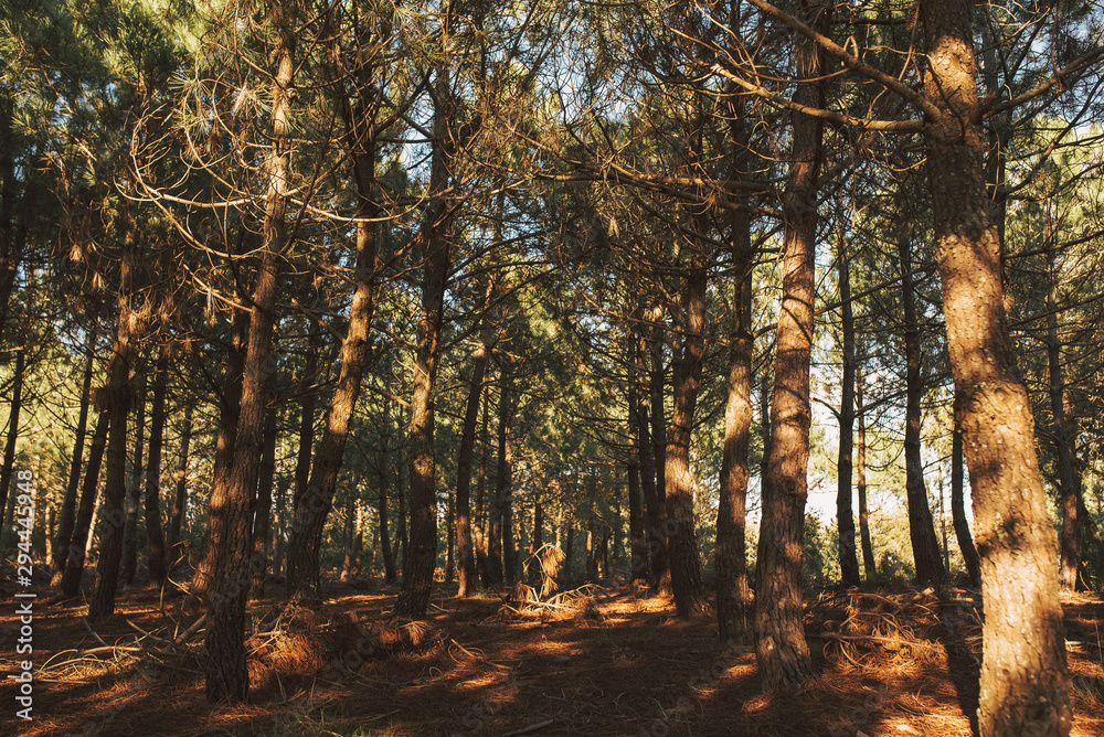 Fototapeta premium Corredor of Montnegre, Catalonia, Spain.