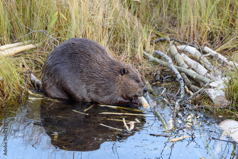 A very large castor canadensis chewing on popular branch on. The edge of the beaver pond A very large castor canadensis chewing on popular branch on. The edge of the beaver pond