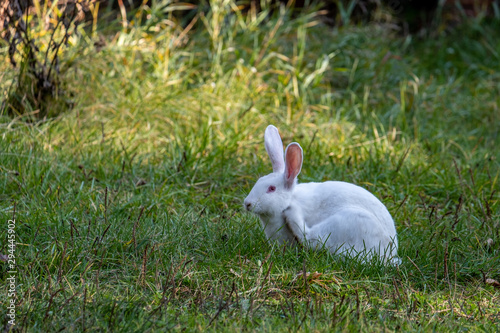 White rabbit walks on a green meadow © tracktor