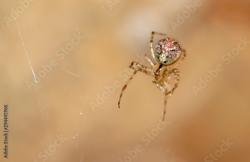 Macro photography of furry spiders in a silver web.