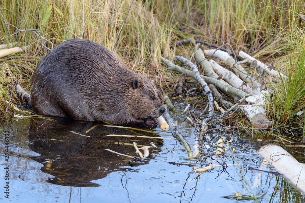 A very large castor canadensis chewing on popular branch on. The edge of the beaver pond A very large castor canadensis chewing on popular branch on. The edge of the beaver pond