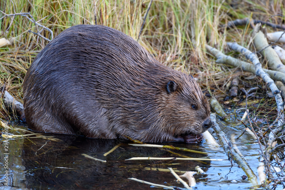 A very large castor canadensis chewing on popular branch on. The edge of the beaver pond A very large castor canadensis chewing on popular branch on. The edge of the beaver pond