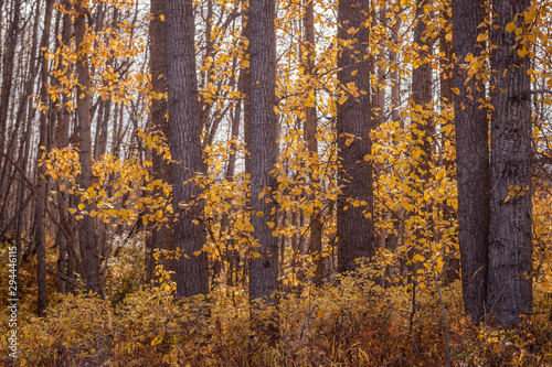 Cottonwood Forest in October