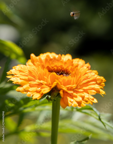 Fly and flower