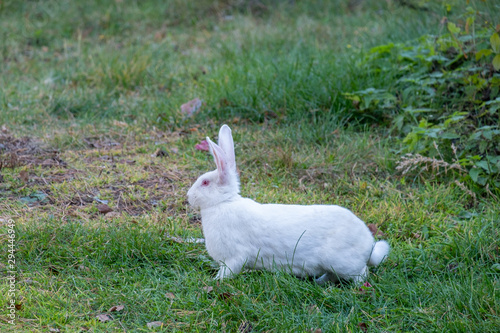 White rabbit walks on a green meadow