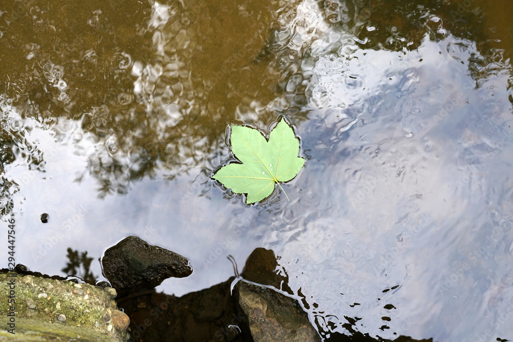 A leaf that fell from the tree in autumn drifts in the calm water A leaf that fell from the tree in autumn drifts in the calm water