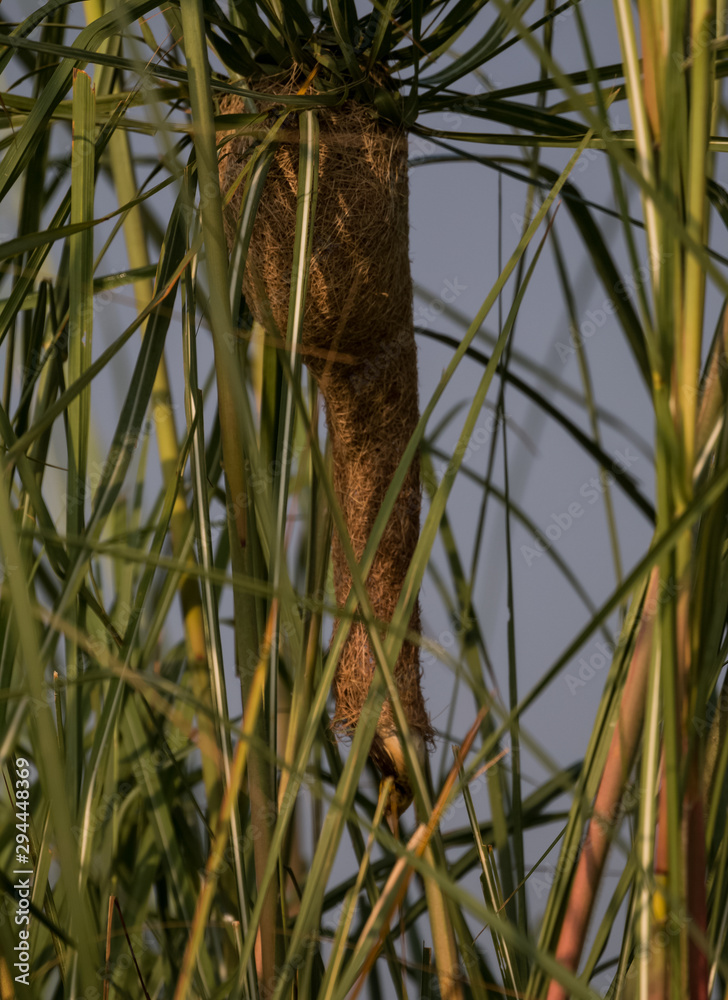Fototapeta premium Baya Weaver Nest between the bushes