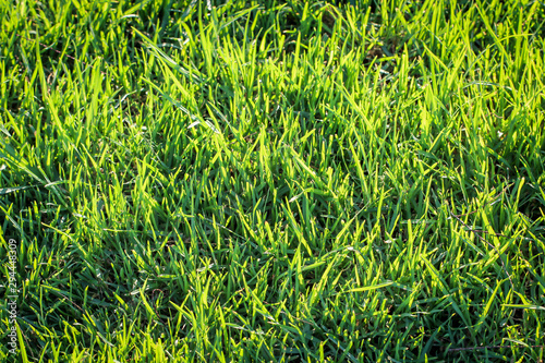 Gras, Rasen, eine Textur aus Grashalmen, Gras und Rasentextur
