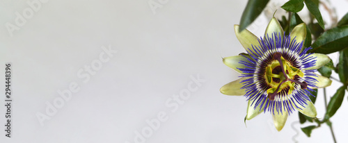 Blue passion flower, background with copy space