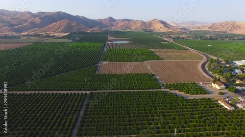 Panoramic views of Lemon Cove area, covered with numerous citrus plantation, California, USA