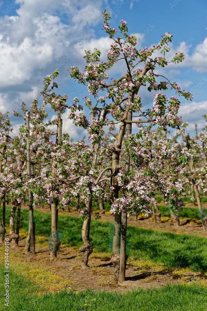 blühende Apfelbäume in einer Obstplantage