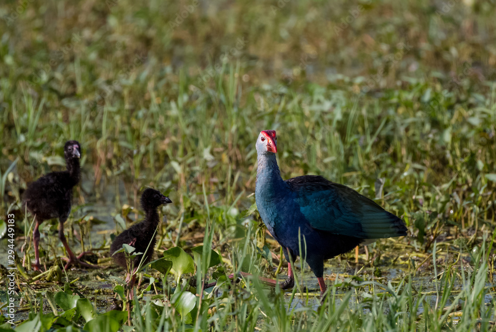 Grey Headed Swamphen Grey Headed Swamphen