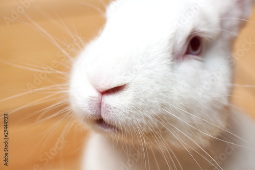 Small white domesticated rabbit closeup. Breeding pets.