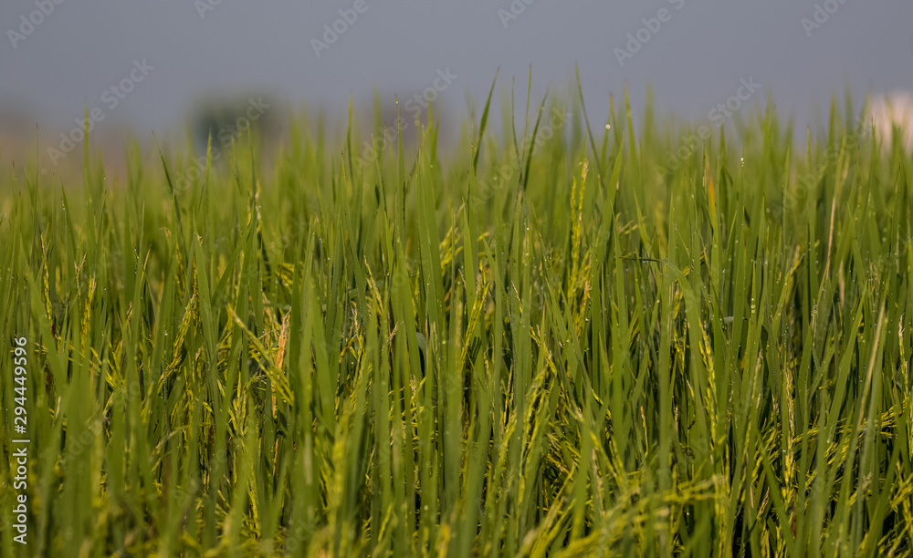 Dew drops of green brasses on Farming field Dew drops of green brasses on Farming field