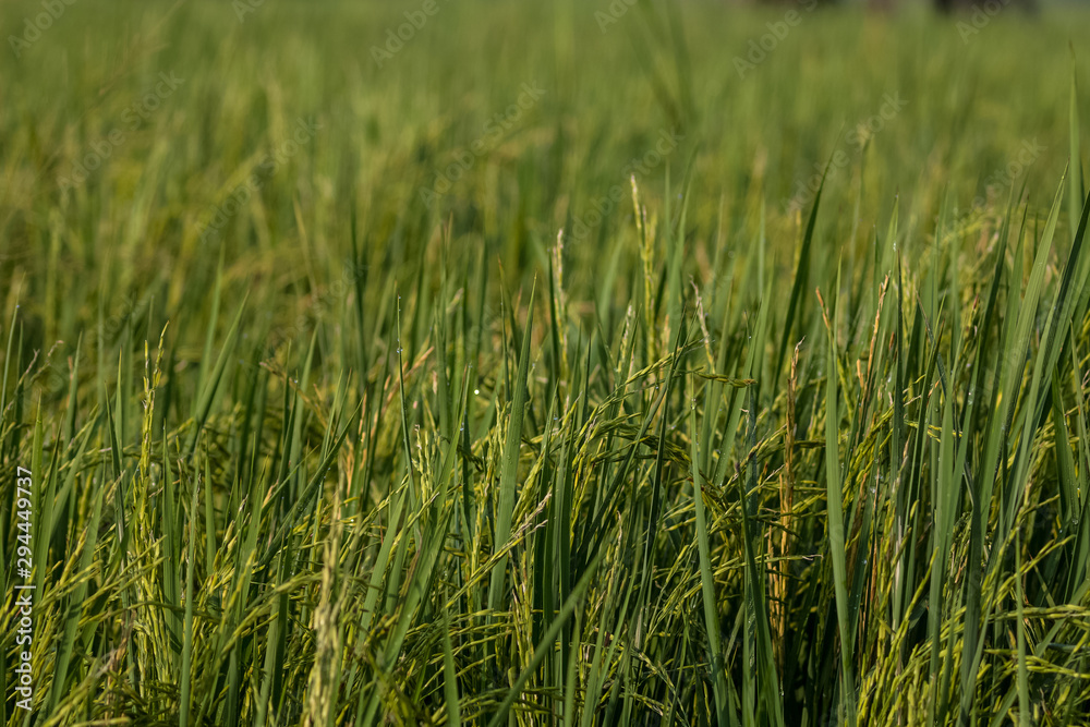 Dew drops of green brasses on Farming field Dew drops of green brasses on Farming field