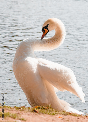 Beautiful Swan in the Prague, Czech Republic. I