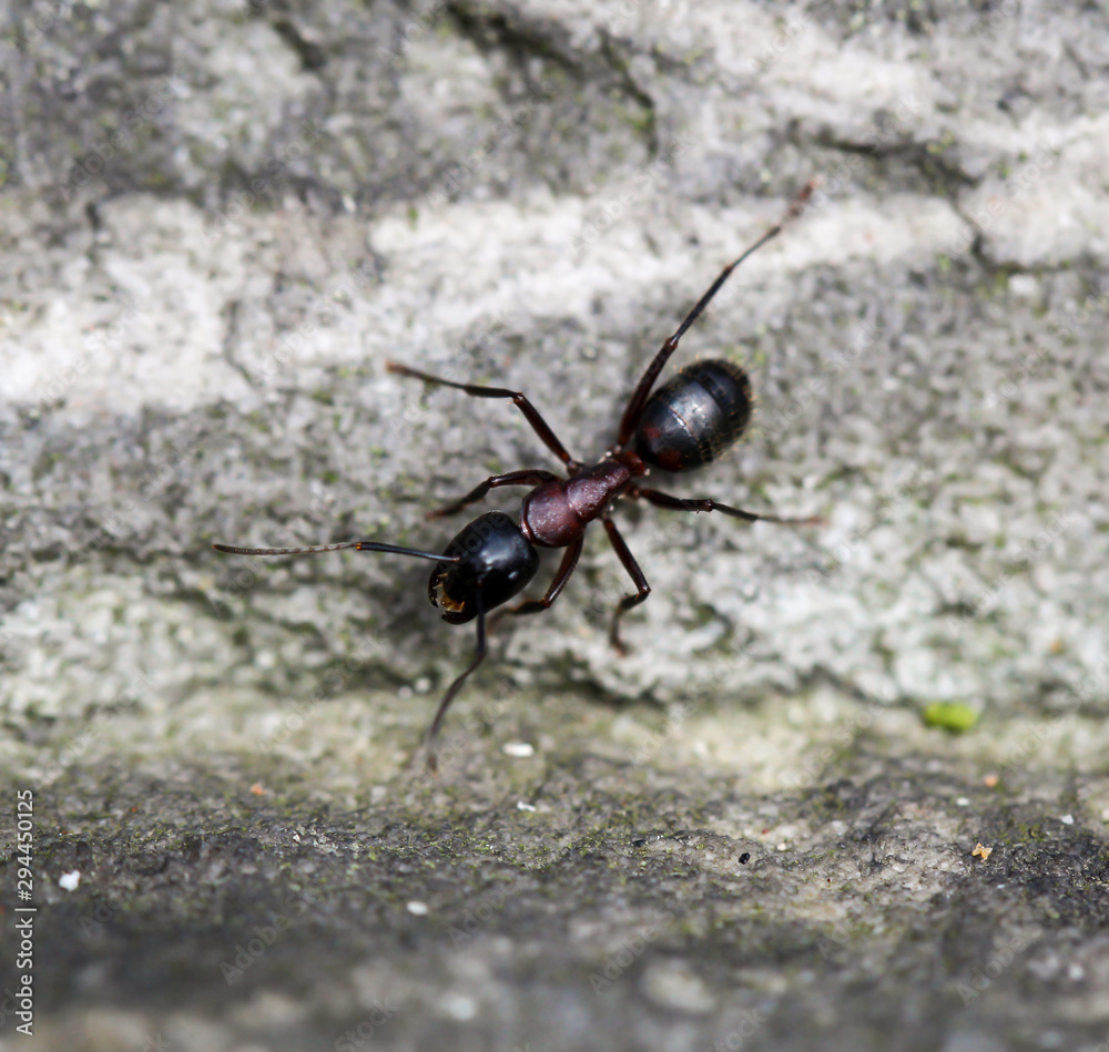 eine Schwarze Wald Ameise auf einem Felsen aus Sandstein eine Schwarze Wald Ameise auf einem Felsen aus Sandstein