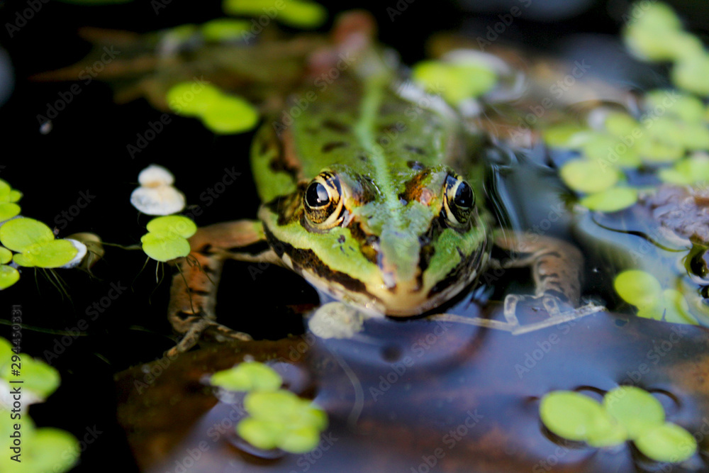 Obraz premium Auge in Auge zum Frosch