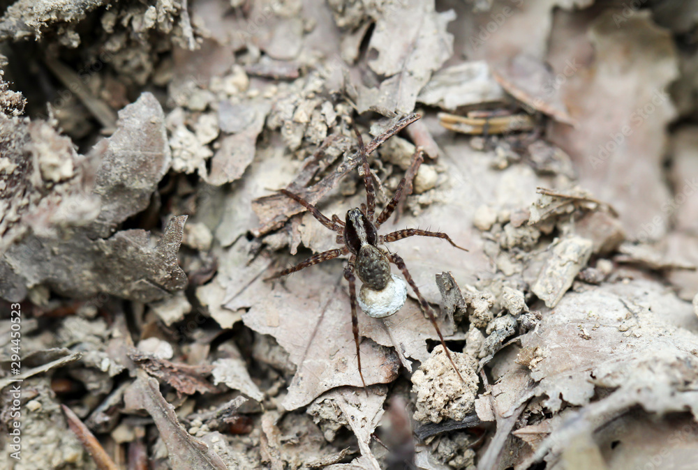 eine Spinne auf dem herbstlichen Waldboden eine Spinne auf dem herbstlichen Waldboden