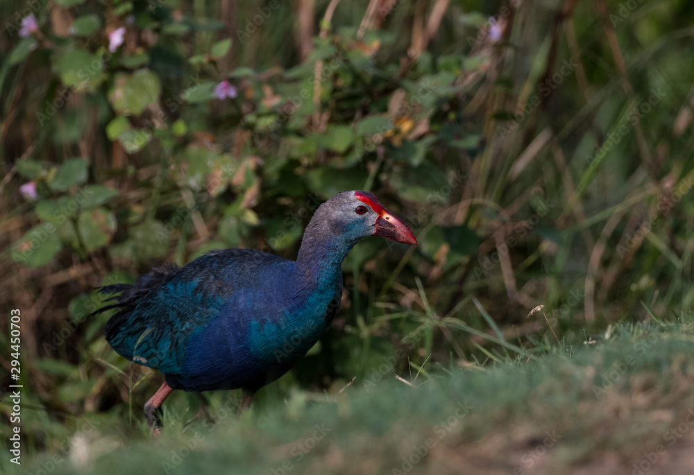 Fototapeta premium Grey Headed Swamphen