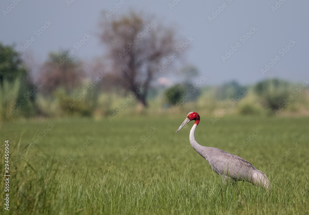 Fototapeta premium Sarus Crane Bird in the field