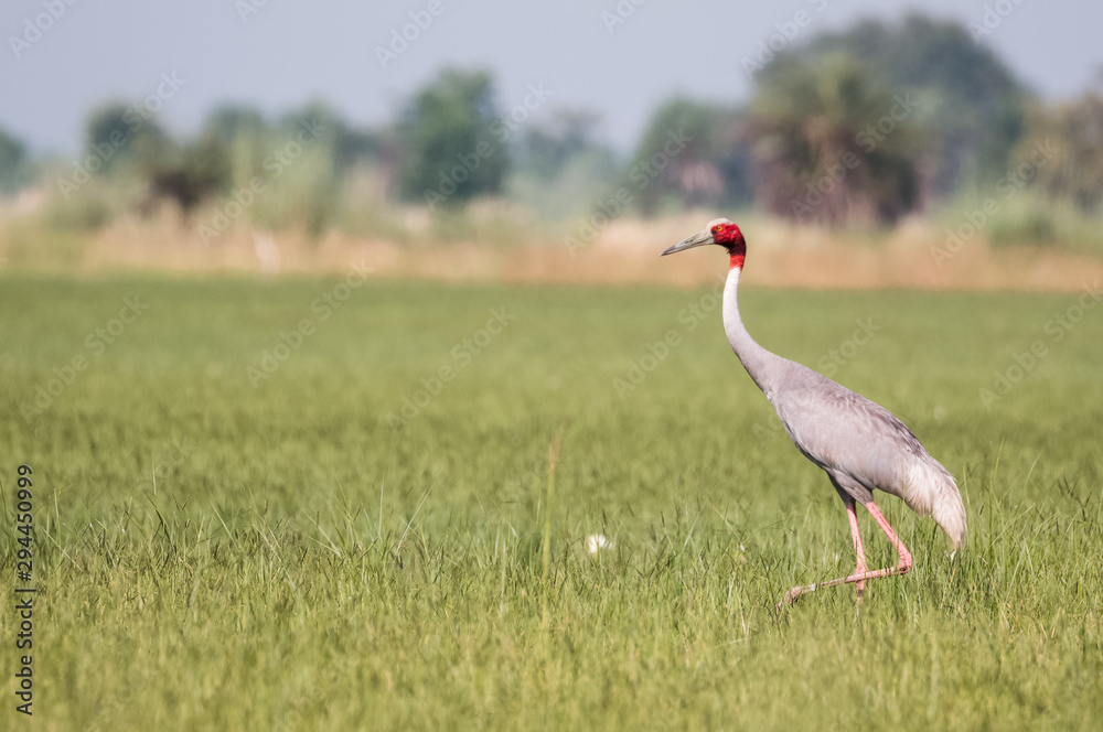 Sarus Crane Bird in the field Sarus Crane Bird in the field