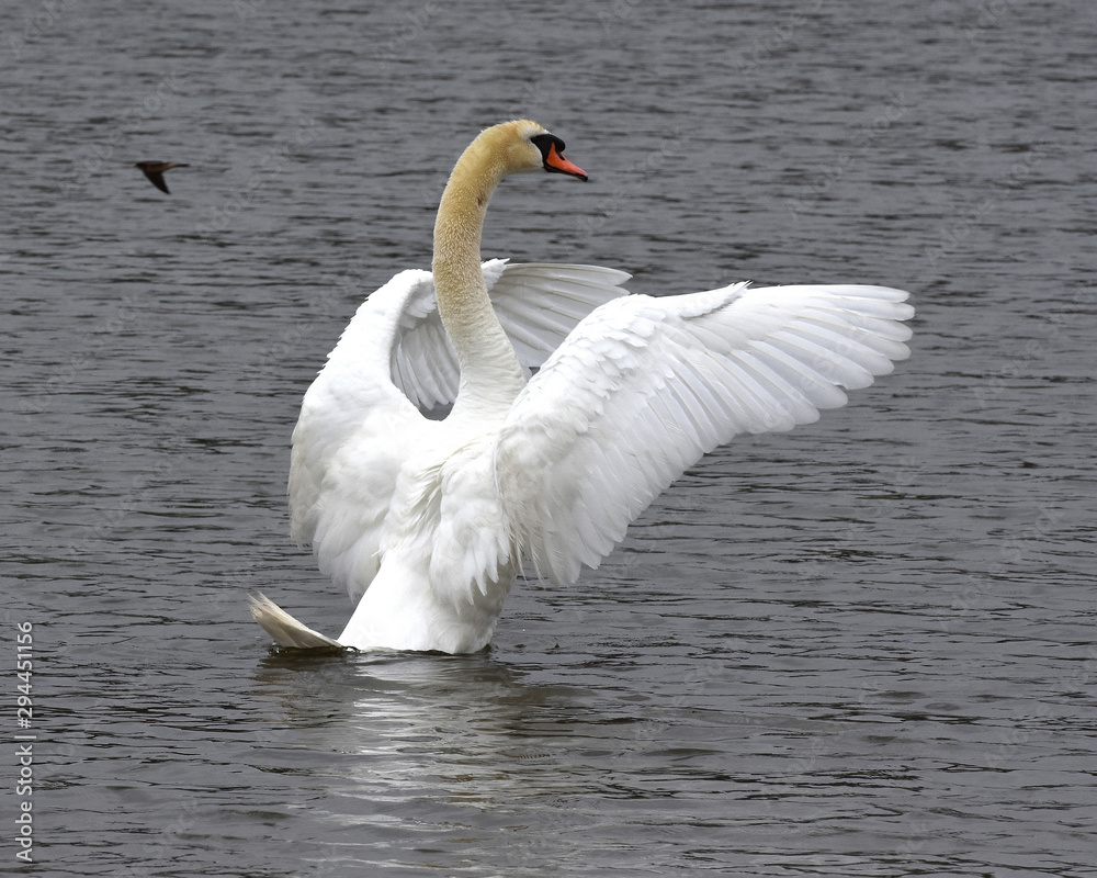 Fototapeta premium Mute Swans in California