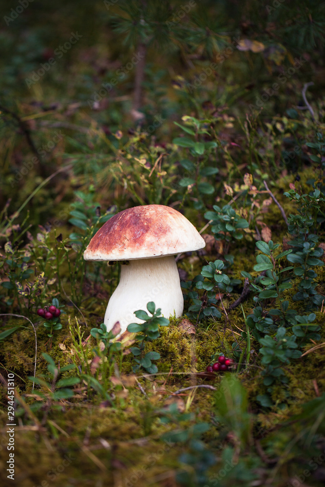 Wild raw boletus mushroom in Latvian forest Wild raw boletus mushroom in Latvian forest
