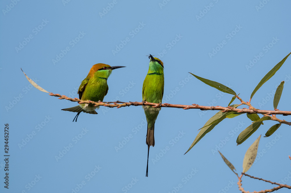 Green Bee Eater pair sitting on tree branch Green Bee Eater pair sitting on tree branch