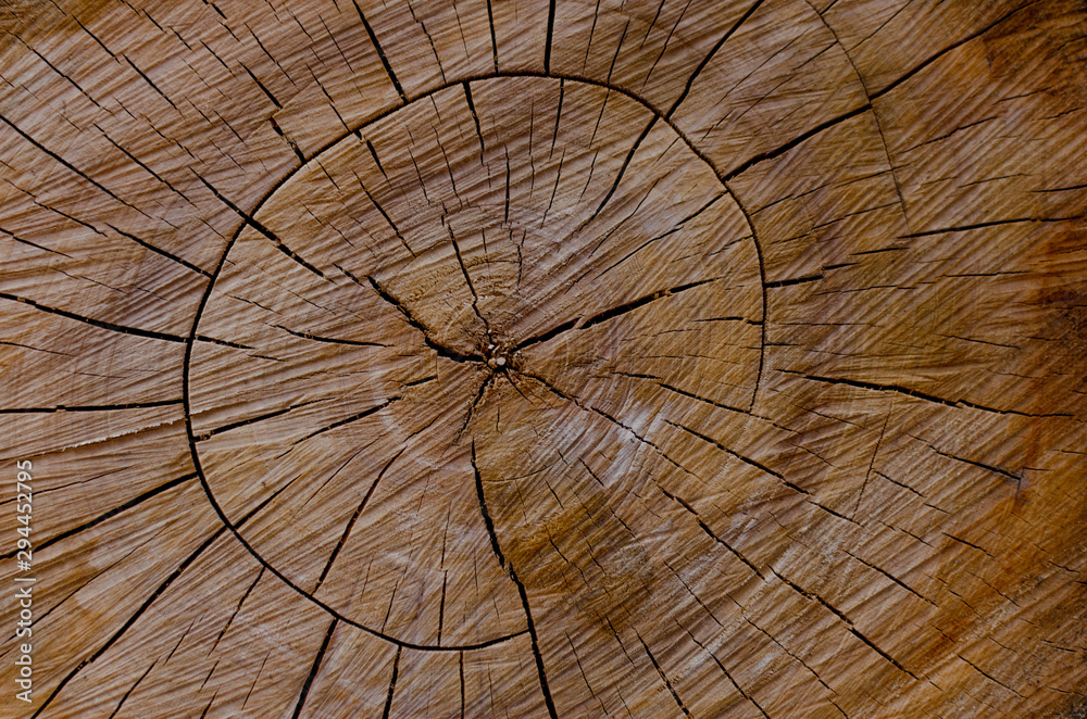 Brown circle tree cut great for background , wallpaper and has place for text or another design.