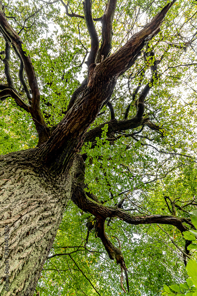 Naklejka premium Urwald