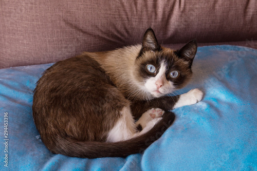Bilde på lerret Beautiful cat breed snowshoe with funny emotions sitting on blue background