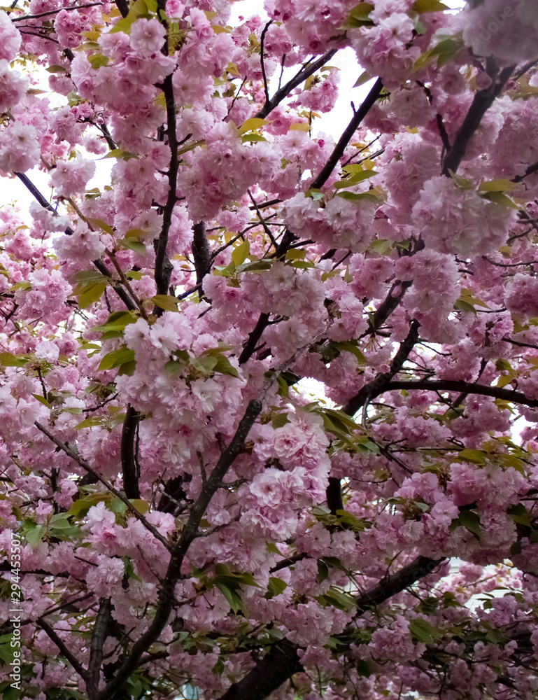 Cherry Blossoms 