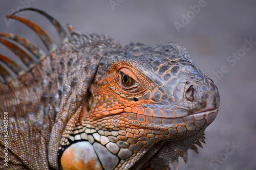 The eyes of iguana