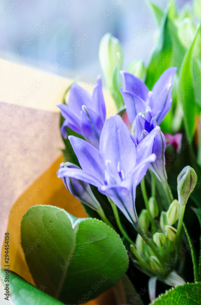 Obraz premium blue flowers