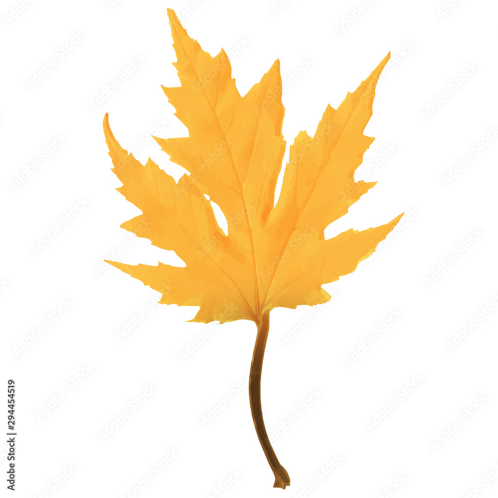 Obraz premium Autumn maple leaf vector on a white background.