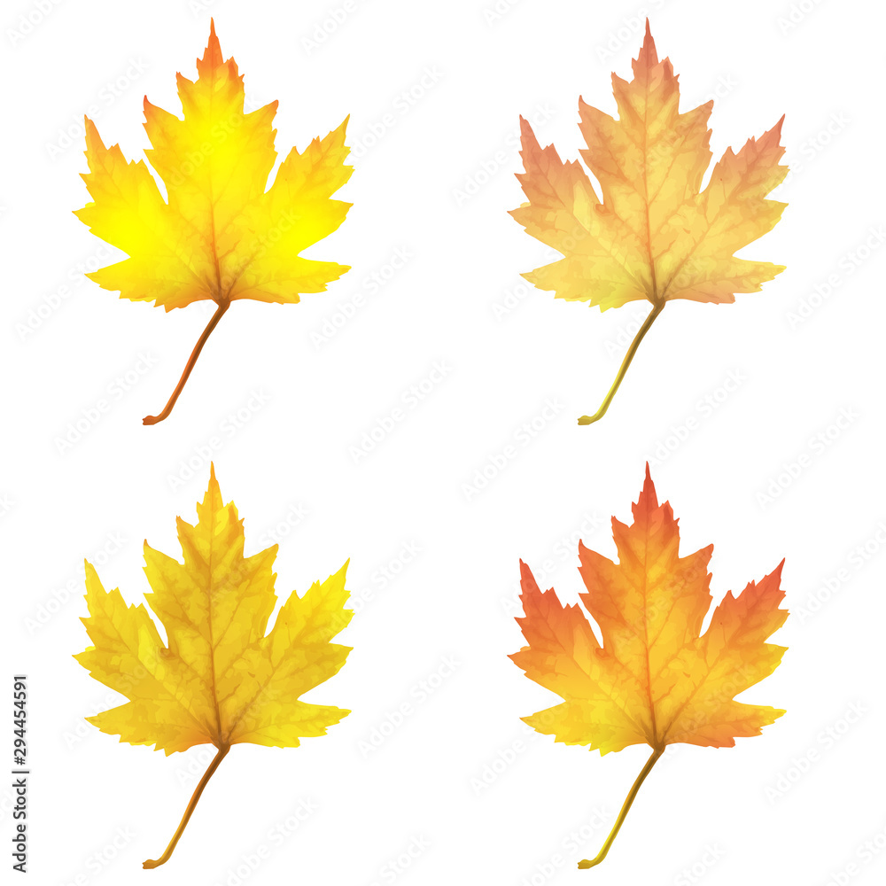 Realistic maple leaves isolated on white background Realistic maple leaves isolated on white background