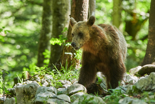 Wild brown bear (Ursus arctos) close up © Piotr Krzeslak