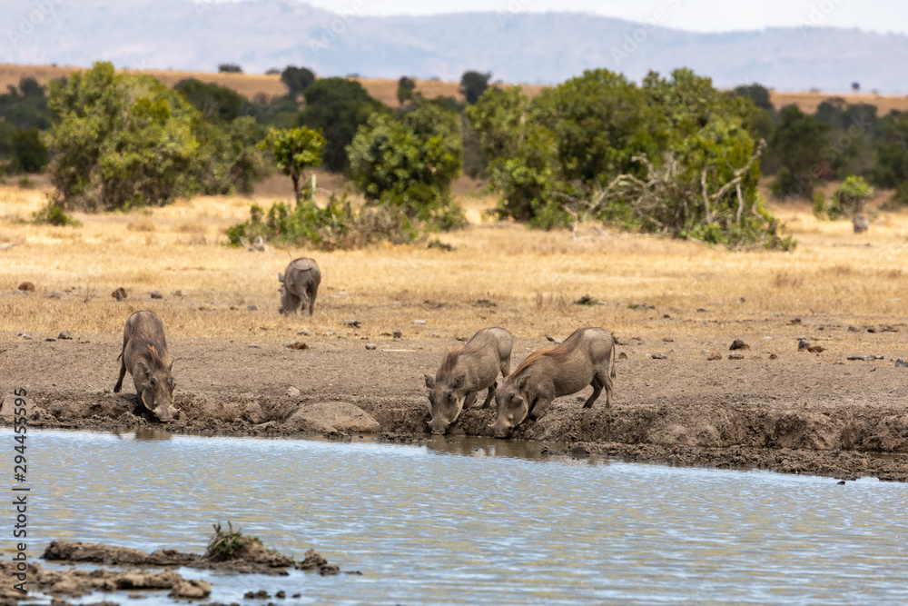 A Herd of Warthogs at the Watering Hole, Ol Pejeta Conservancy, Kenya, Africa A Herd of Warthogs at the Watering Hole, Ol Pejeta Conservancy, Kenya, Africa