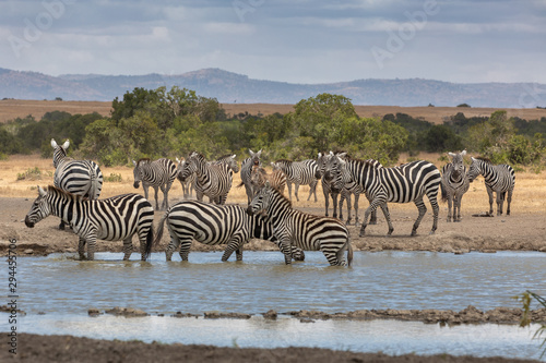 A Dazzle of Zebras at the Watering Hole  Sweetwaters Tented Camp  Kenya  Africa
