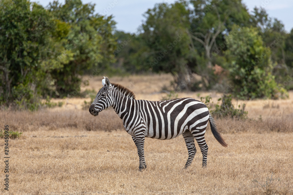 Greby's Zebra Posing on the Savanna, Ol Pejeta Conservancy, Kenya, Africa Greby's Zebra Posing on the Savanna, Ol Pejeta Conservancy, Kenya, Africa