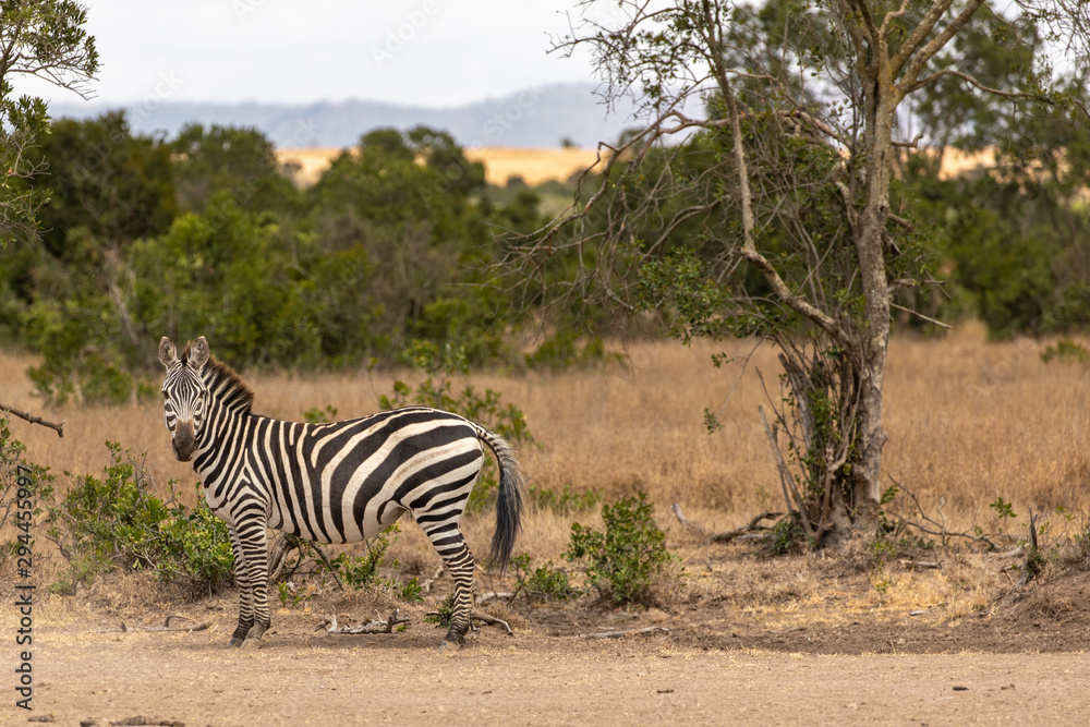 Watchful Zebra in the Savanna, Ol Pejeta Conservancy, Kenya, Africa Watchful Zebra in the Savanna, Ol Pejeta Conservancy, Kenya, Africa