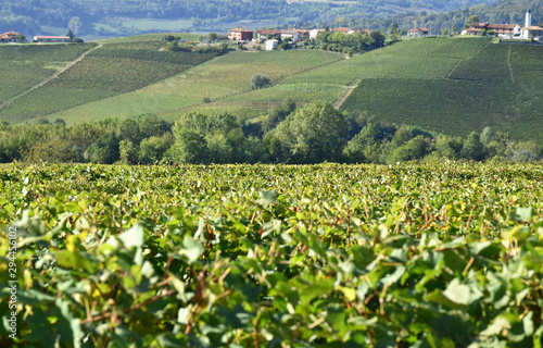 Panorama of Langhe vineyards