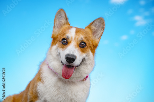 portrait cute puppy welsh corgi dog against the blue sky, smiling, looking fun at the camera