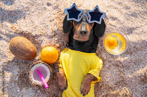 Canvas Print dog of dachshund, black and tan, in a yellow t-shirt, buried in the sand at the