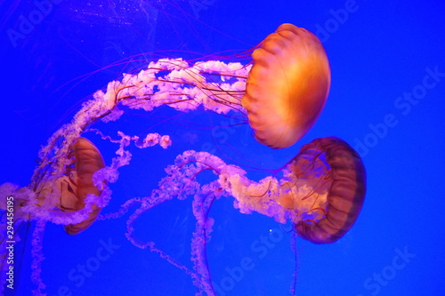 The Pacific Sea Nettle Jellyfish (Chrysaora fuscescens) at Aquarium La Rochelle, France